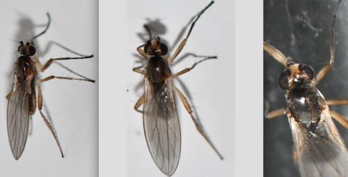 Lonchoptera sp.